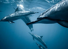 开云下载-【观察】利物浦冤吗？乱开炮的克洛普可不值得同情